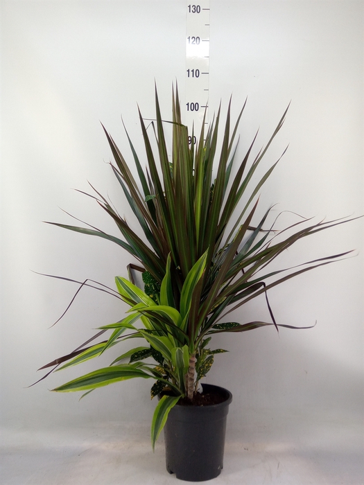 <h4>Planten  ..mix</h4>