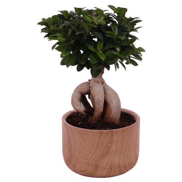 <h4>Ficus m. Ginseng Ball Shape Ø24cm in Ø26cm Ceramic NT565</h4>