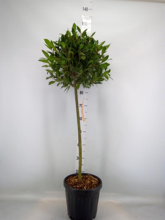 <h4>Laurus nobilis</h4>