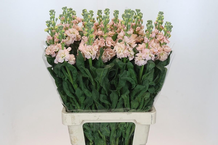 Matthiola Iron Apricot