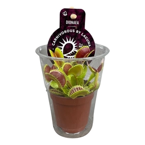 Dionaea Muscipula in beker met etiket