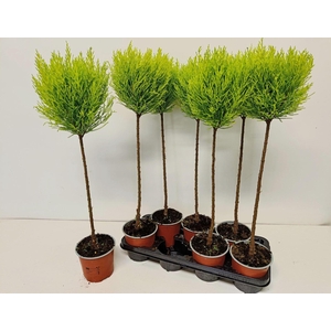 Cupressus macr. Goldcrest vormen