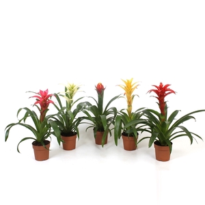 Guzmania mix Sublime