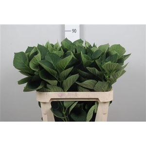 Hydrangea Macr Blad