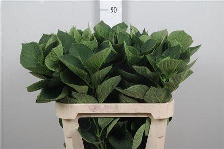 <h4>Hydrangea Macr Blad</h4>