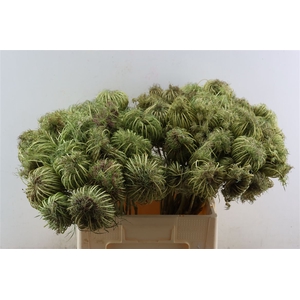 Dille Zaaddoos Natural Medium 60cm P Stem