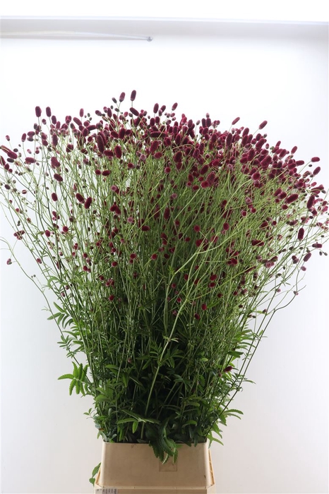 Sanguisorba O Arnhem 160cm