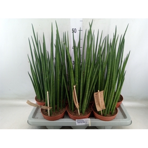Sansevieria bacularis