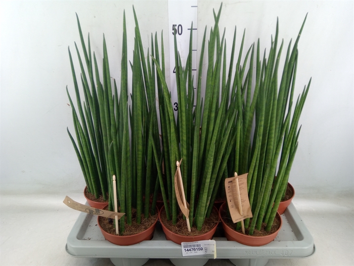 <h4>Sansevieria bacularis</h4>