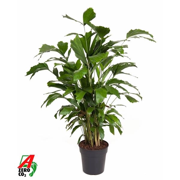 <h4>Caryota mitis</h4>