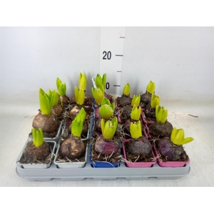 Hyacinthus orie.   ...mix 4