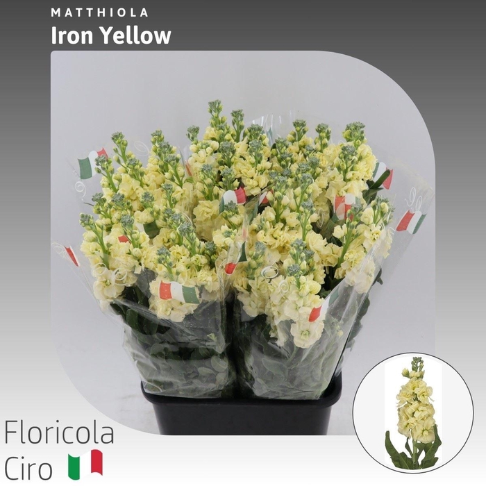 Matthiola Iron Yellow