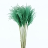 Dried Stipa Feather Azuur Groen