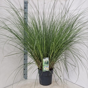 Cortaderia selloana 'Pumila'