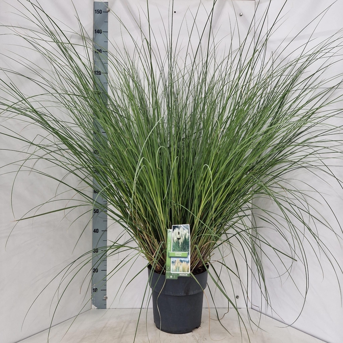 <h4>Cortaderia selloana 'Pumila'</h4>