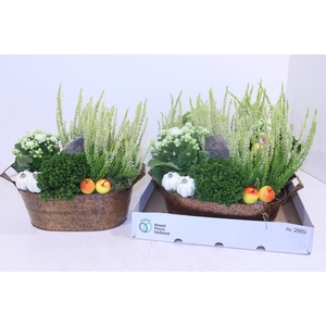 ARR TUINPLANTEN