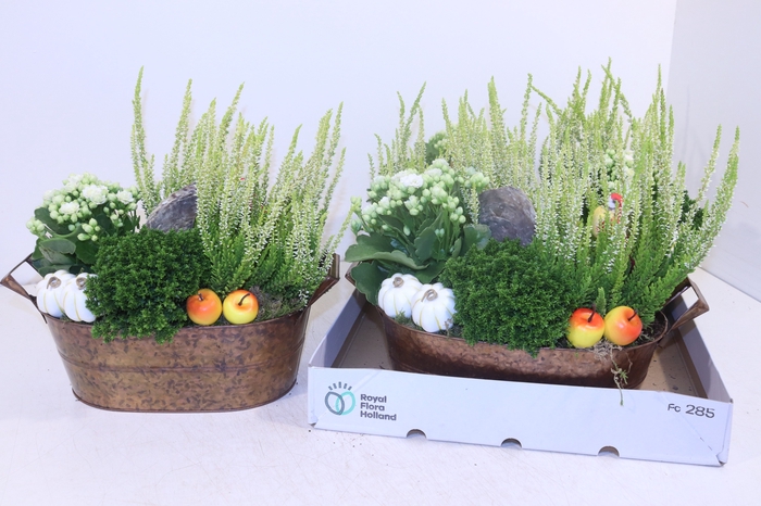 <h4>ARR TUINPLANTEN</h4>