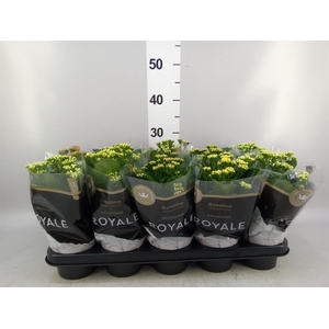 Kalanchoe blos. 'RoyalDon'   ..mix