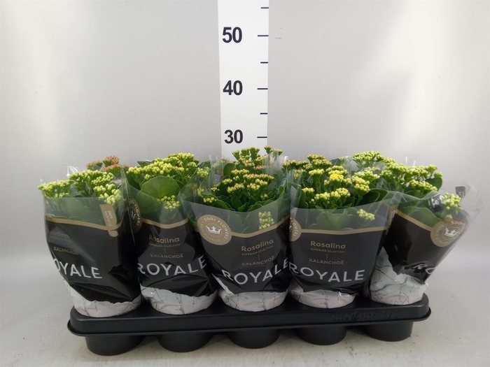 <h4>Kalanchoe blos. 'RoyalDon'   ..mix</h4>