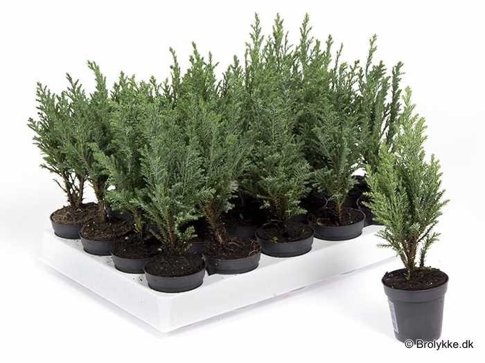 <h4>CHAMAECYPARIS LAWSONIANA P5.5</h4>