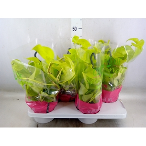 Epipremnum pinn. 'Golden Pothos' HG