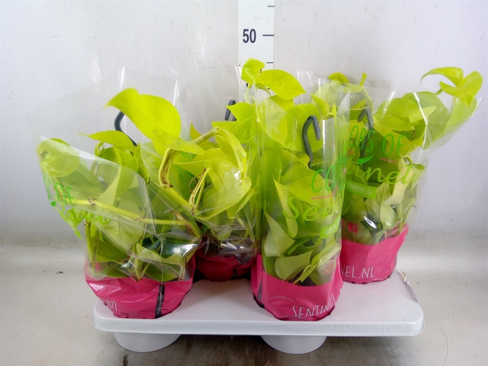 <h4>Epipremnum pinn. 'Golden Pothos' HG</h4>
