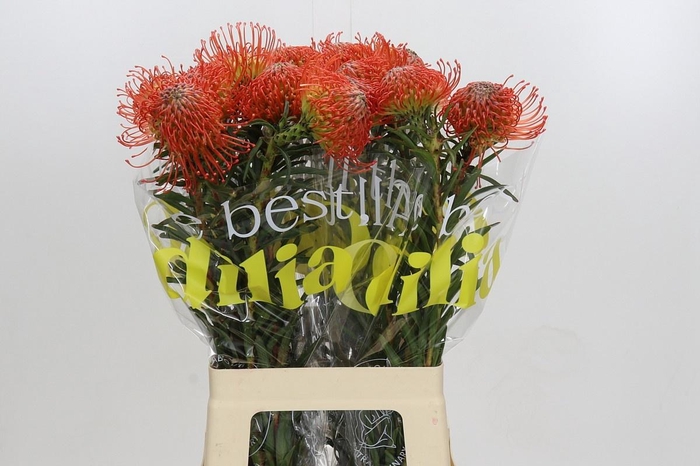 <h4>LEUCO CO SUCCESSION</h4>