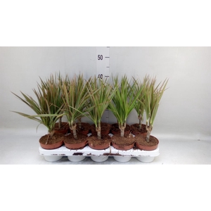 Dracaena marg. 'Bicolor'