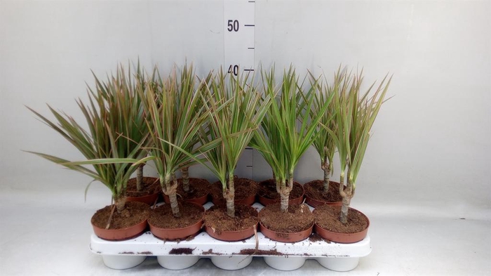 <h4>Dracaena marg. 'Bicolor'</h4>