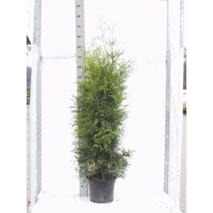 Thuja occidentalis 'Brabant'