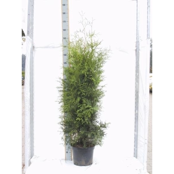 <h4>Thuja occidentalis 'Brabant'</h4>