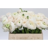 Ranunculus Clooney Hanoi