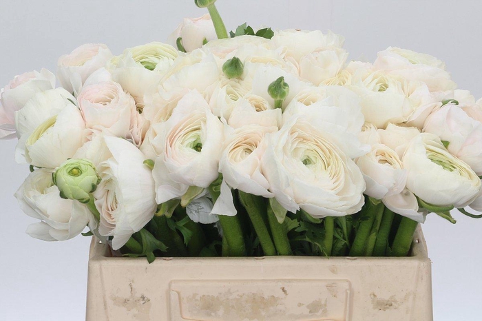 Ranunculus Clooney Hanoi