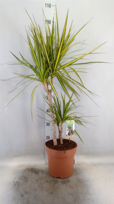 <h4>Dracaena marg. 'Sunray'</h4>