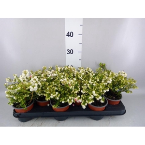 Gaultheria   ...white berry