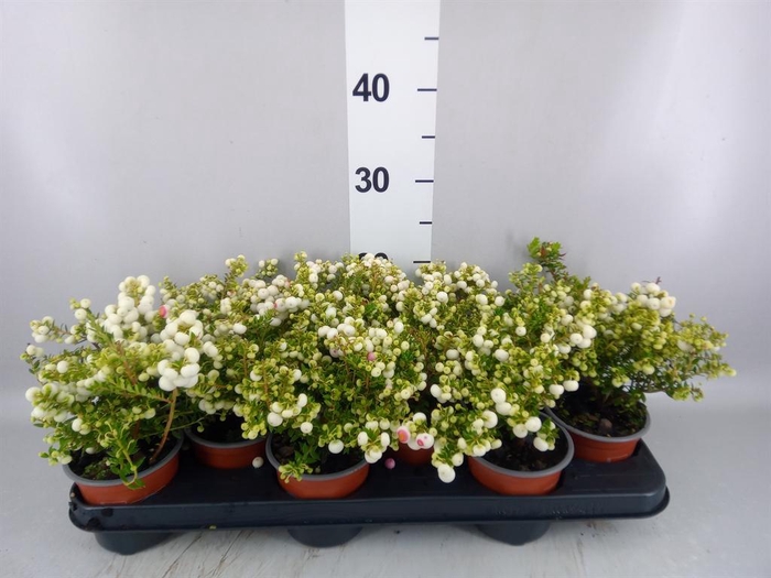 <h4>Gaultheria   ...white berry</h4>