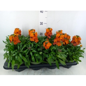 Erysimum  'Leya Orange Glow'
