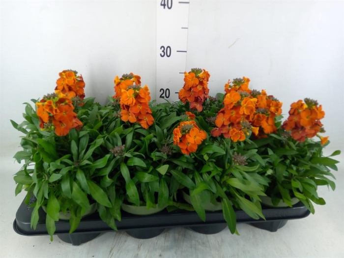 <h4>Erysimum  'Leya Orange Glow'</h4>