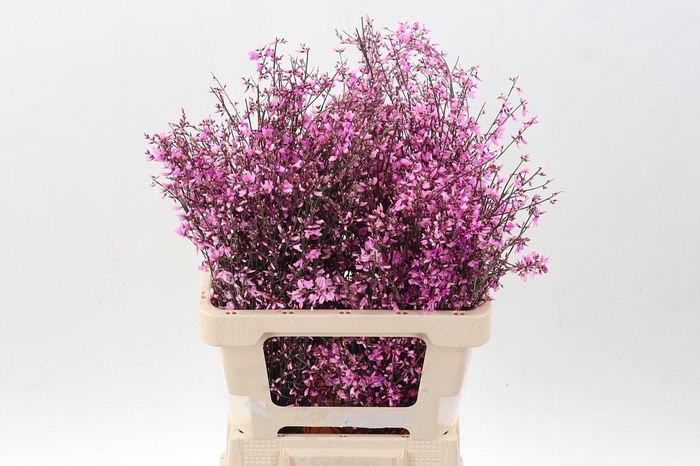 <h4>Genista Klb Bs Roze</h4>
