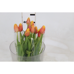 TULIPA BICOLOR