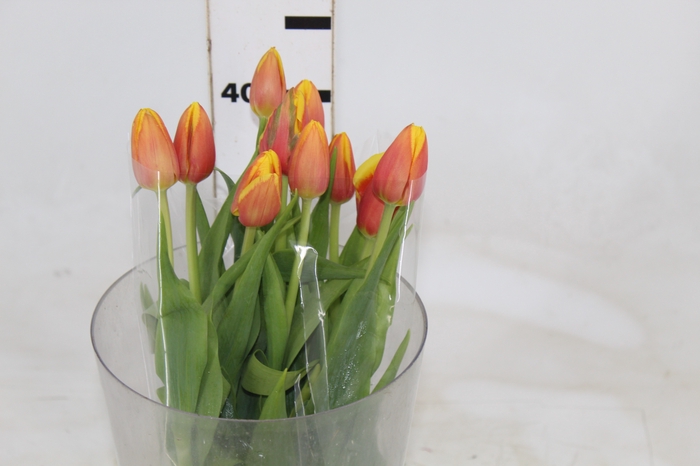 <h4>TULIPA BICOLOR</h4>