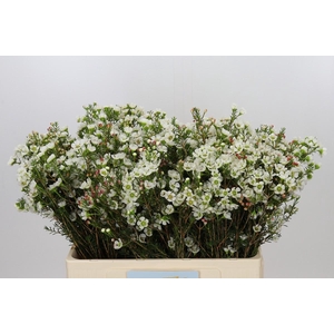 Chamelaucium Sirius