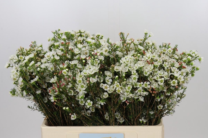 <h4>Chamelaucium Sirius</h4>