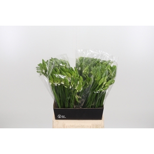 Ornithogalum Thyrsoides