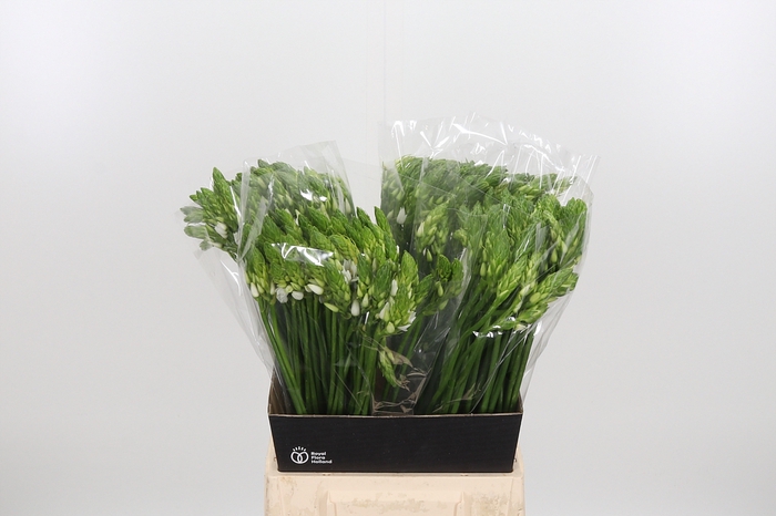 <h4>Ornithogalum Thyrsoides</h4>