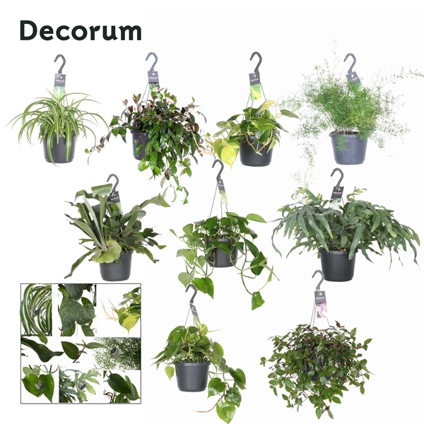 <h4>Overig hangplanten gemengd</h4>