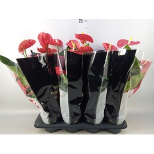 Anthurium andr. 'Madural'
