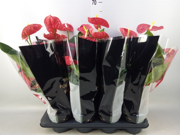 <h4>Anthurium andr. 'Madural'</h4>