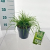 Pennisetum alopecuroides Hameln