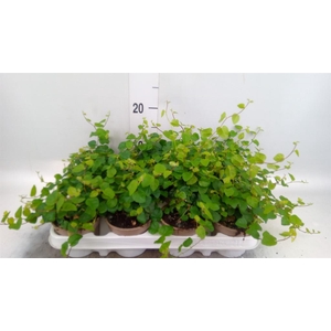 Ficus pumila 'Sunny Green'